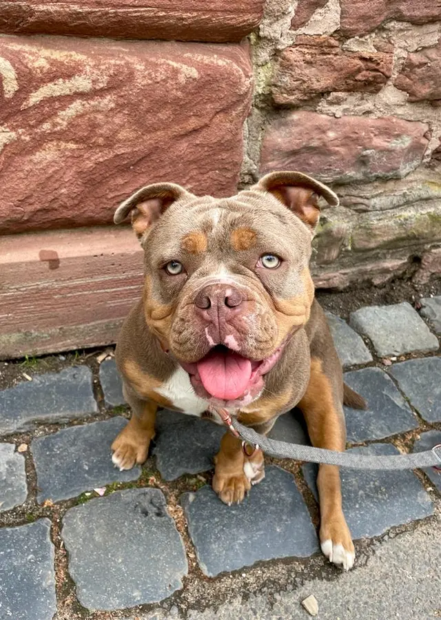 Die Vorlage: eine Bulldogge sitzt auf Kopfsteinpflaster vor einer Sandsteinmauer